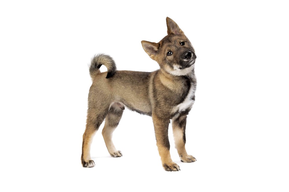 Shikoku dog standing in a natural setting