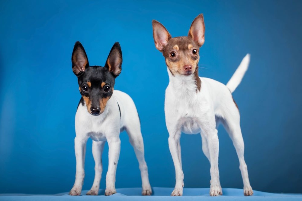 Miniature Fox Terrier sitting on grass