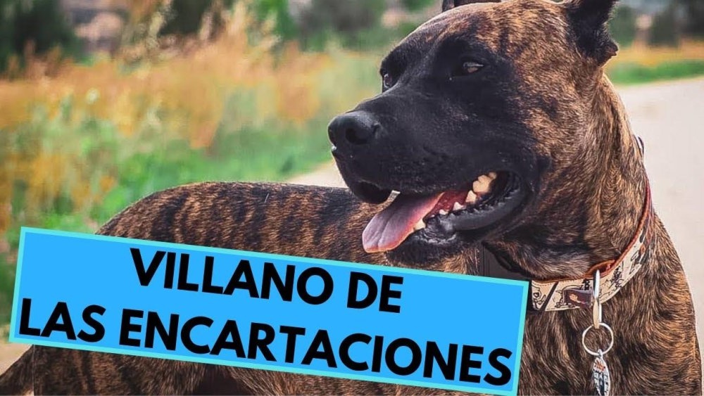 Small black and tan dog outdoors, Villanuco type