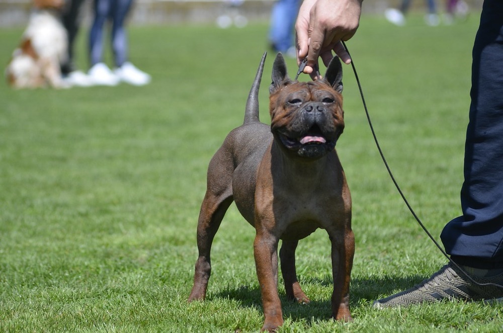 Medium-sized dog outdoors