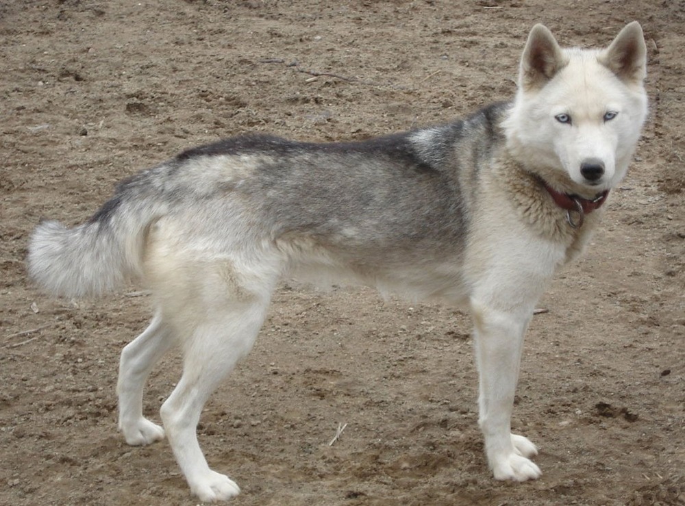 Seppala type sled dog with dense coat outdoors