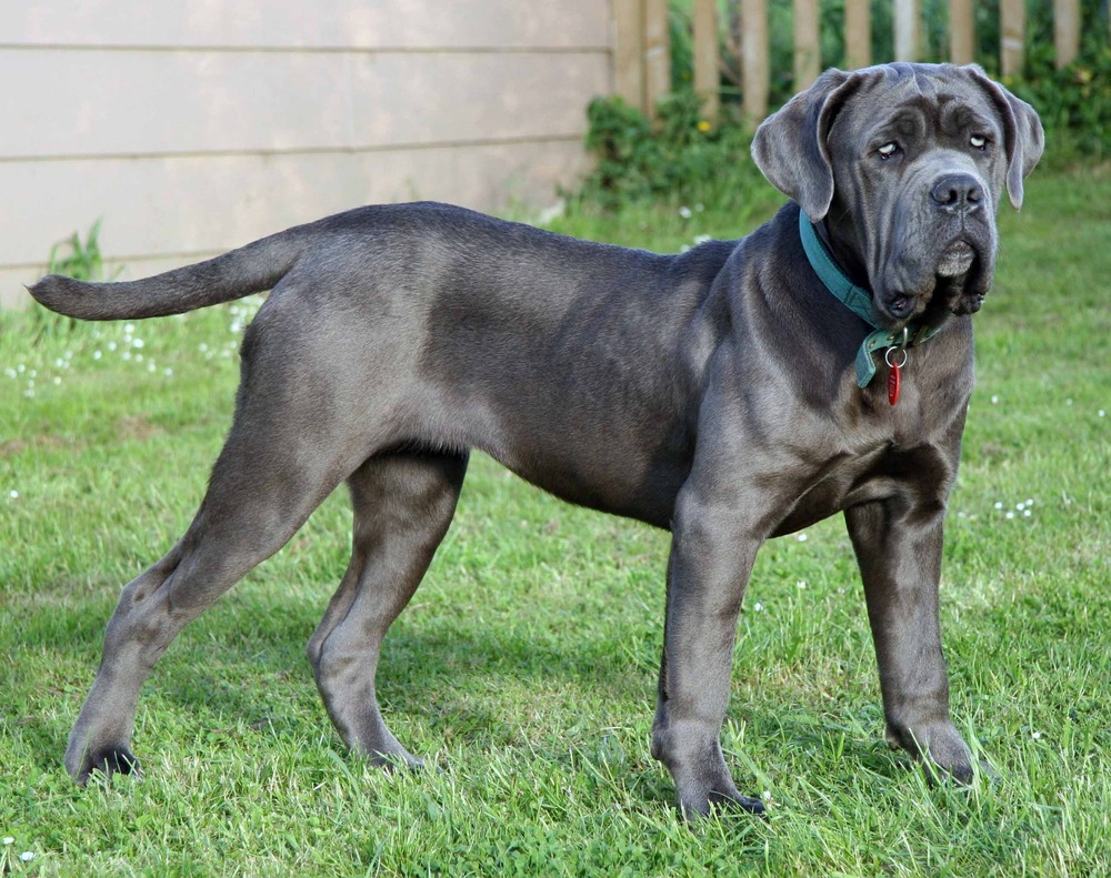 Neapolitan Mastiff portrait