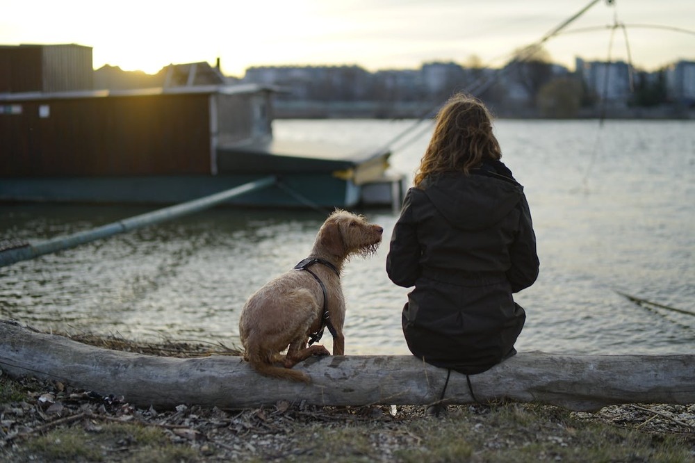 Close-up of a dog's eye with visible eyelid and lashes
