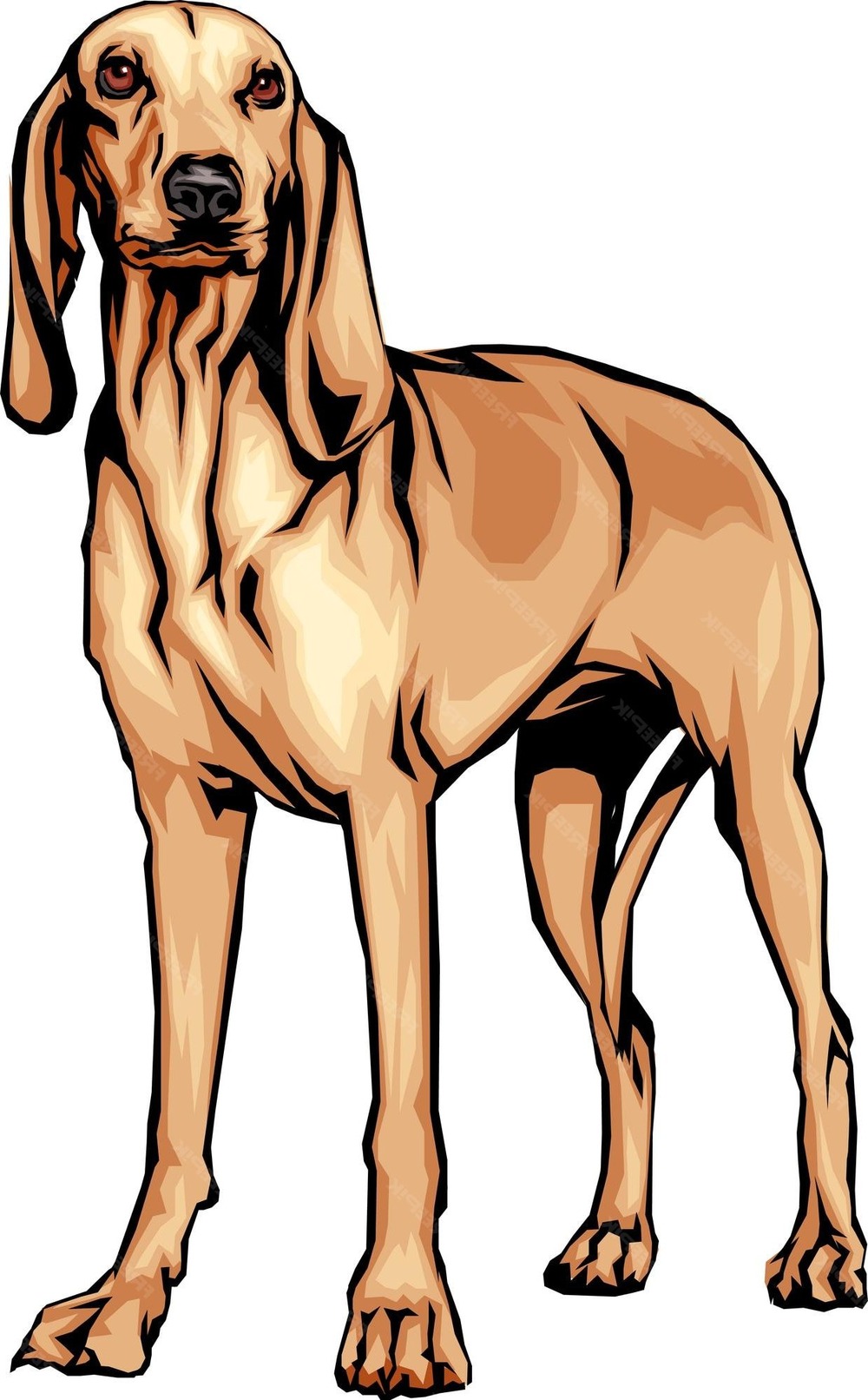 Segugio dell'Appennino standing in profile