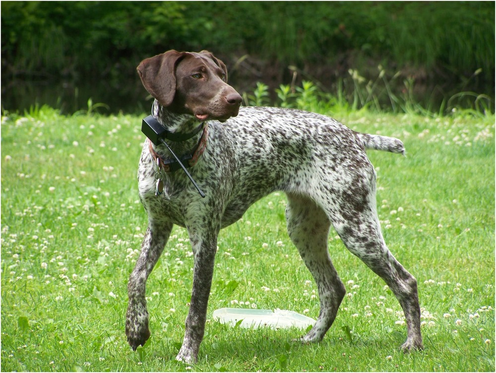 Ariège Pointer close-up of short coat