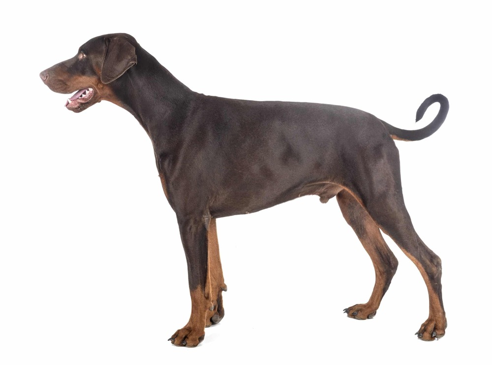 Dobermann showing short smooth coat