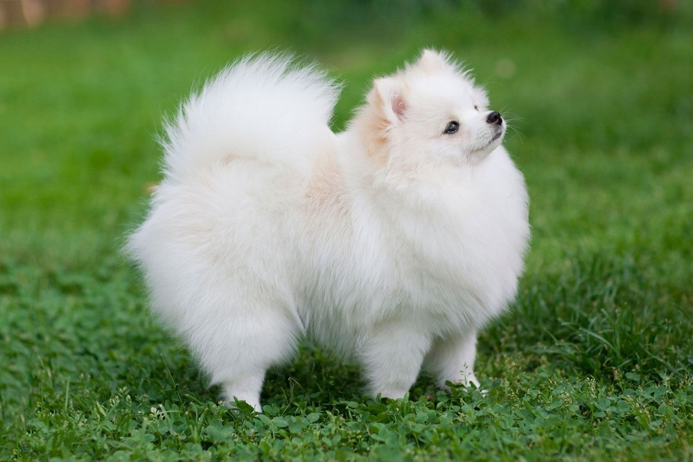 Pomeranian sitting calmly