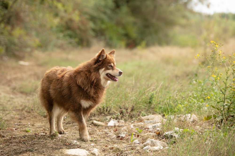Lapponian Herder moving through grass