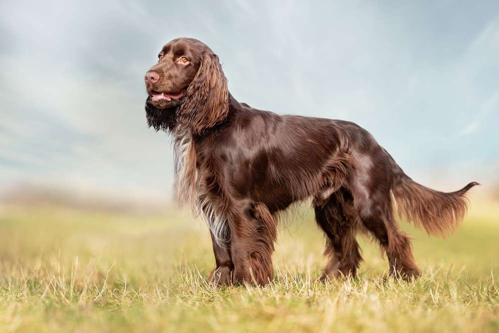 Field Spaniel running on grass