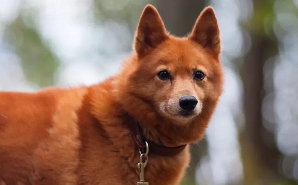 Finnish Spitz sitting outdoors