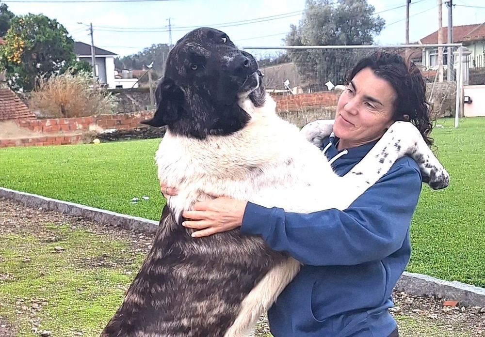 Large guardian dog standing in open ground