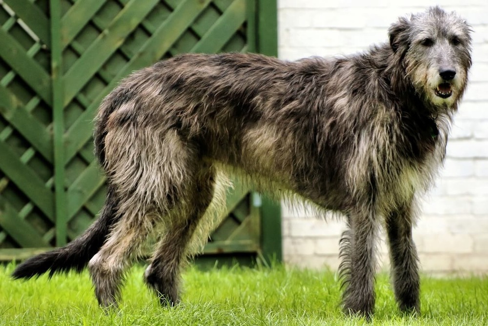 Irish Wolfhound standing outdoors
