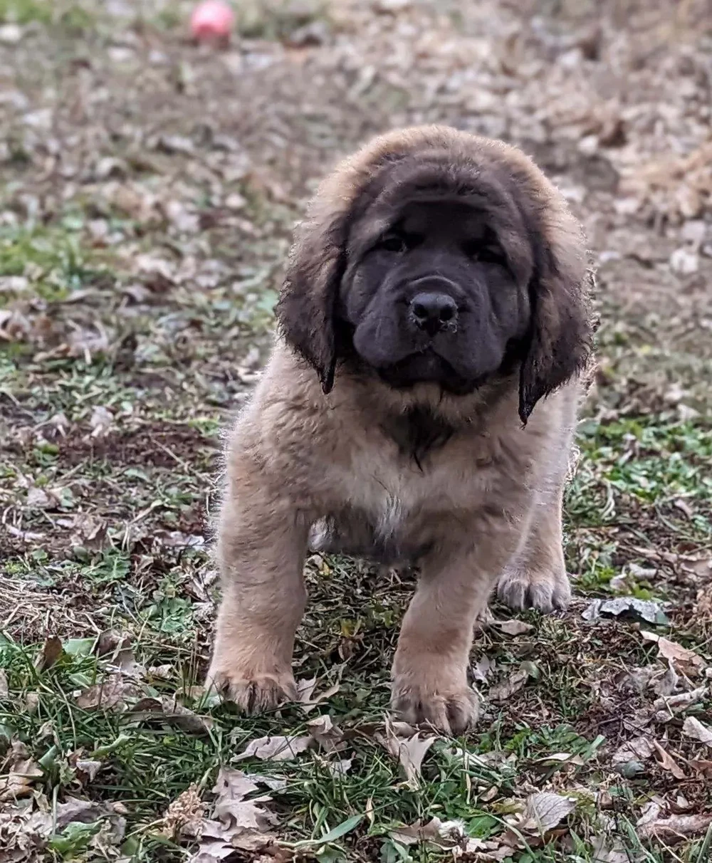 Mastiff resting after a walk