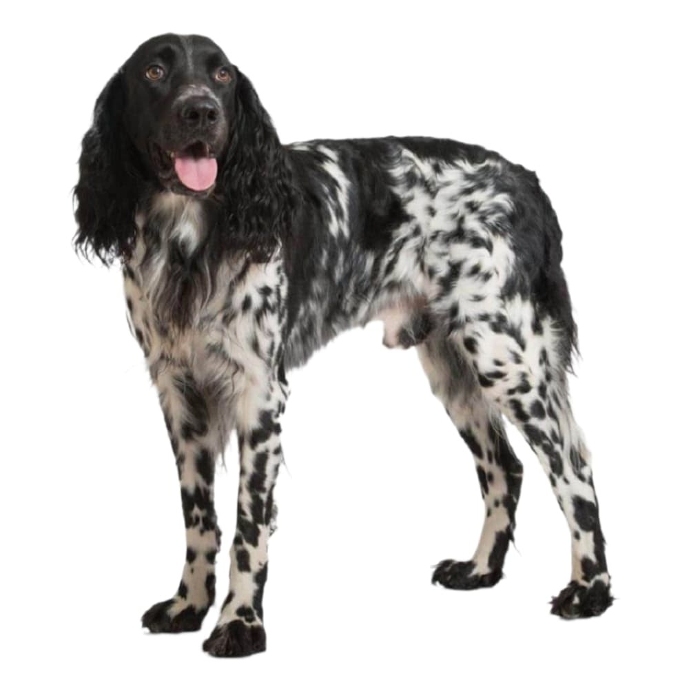 Large Munsterlander sitting attentively