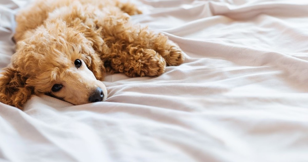 Dog receiving gentle care at a veterinary clinic