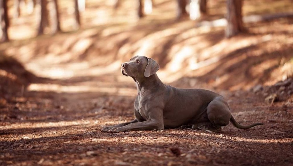 Weimaraner running on grass during exercise