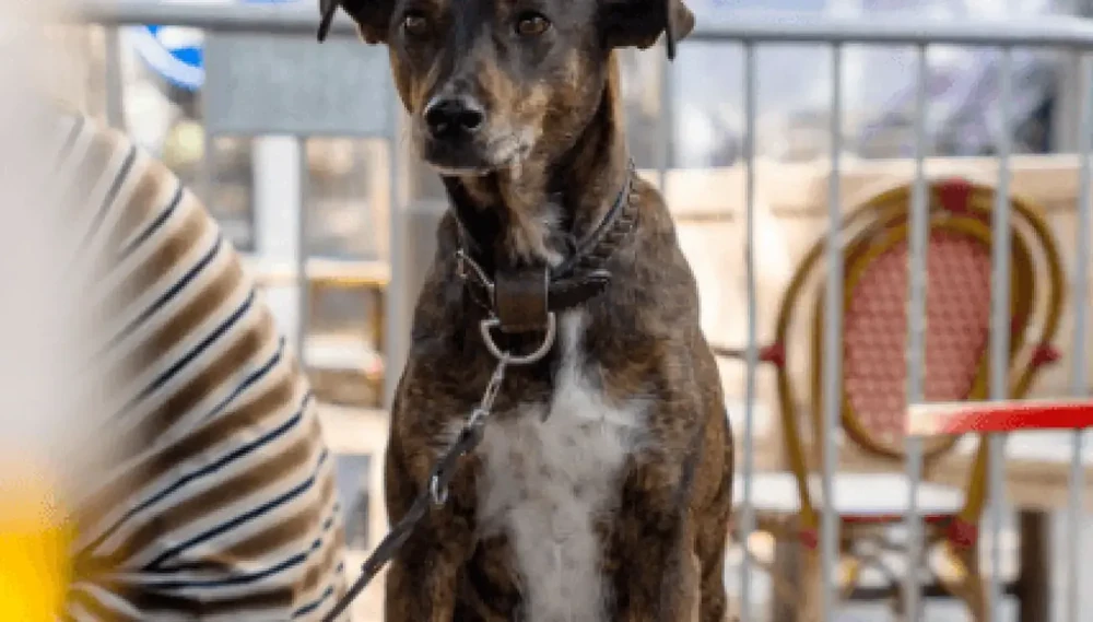 Brindle hound-type dog in profile