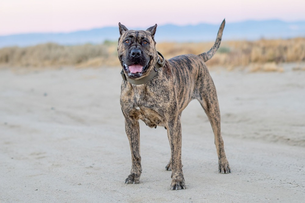 Presa Canario sitting calmly in a yard