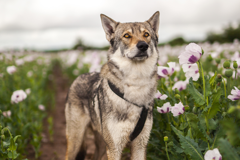 Wolf-like dog standing on rocky ground