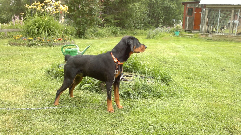 Smalandsstovare portrait in natural light