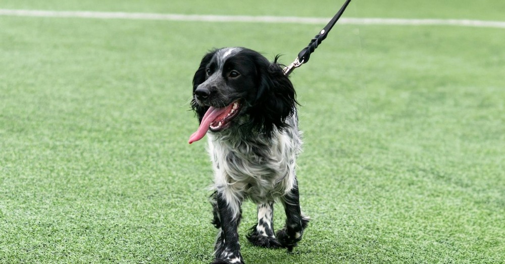 Russian Spaniel coat and feathering detail