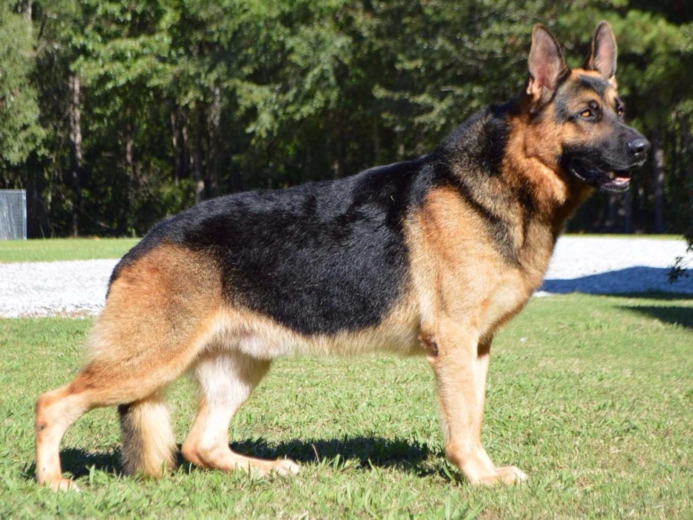 German Shepherd standing outdoors