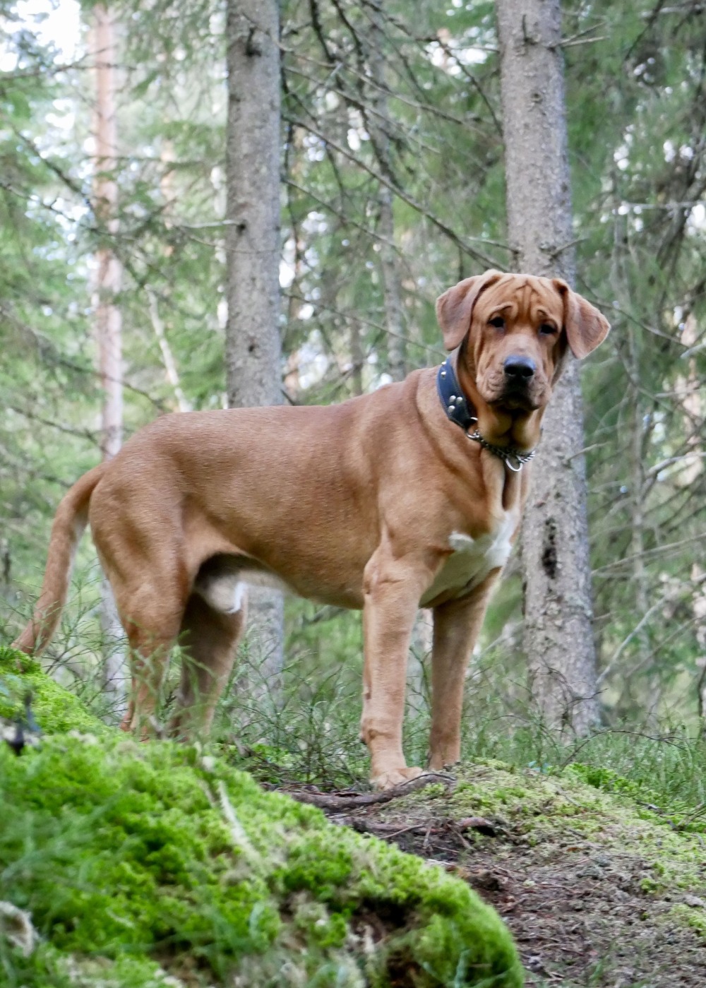 Close view of Broholmer head and coat