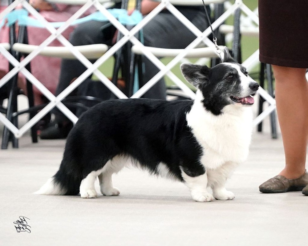 Cardigan Welsh Corgi side view