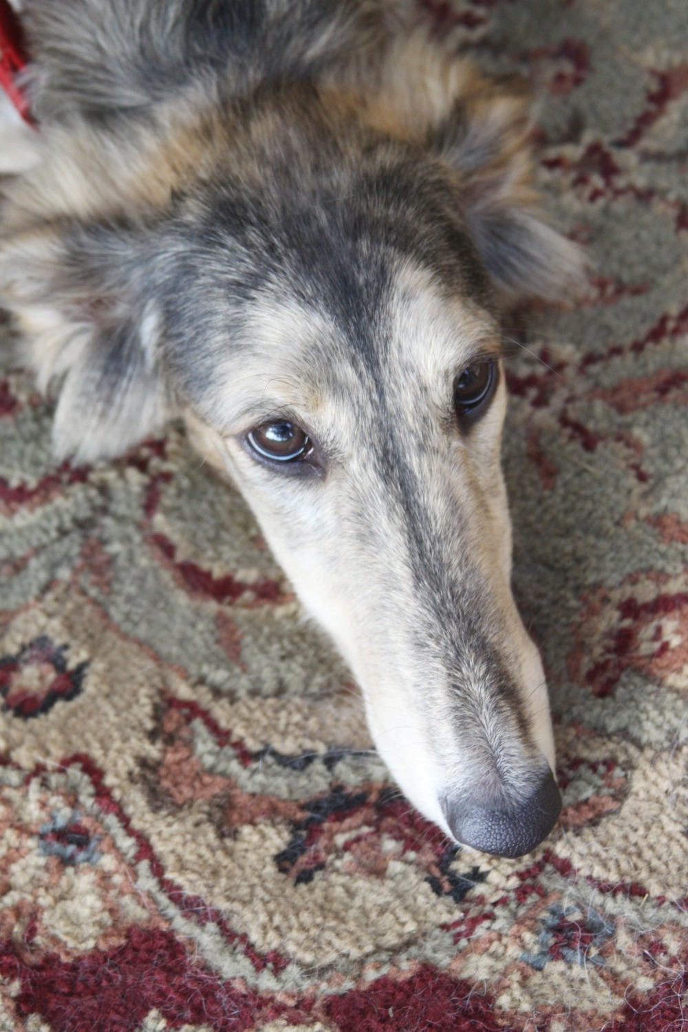 Silken Windhound resting on grass