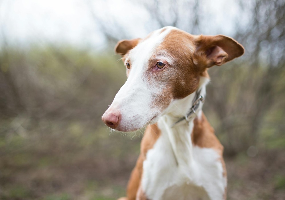 Dog paw and leg close up