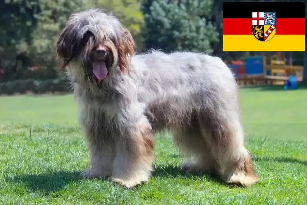 Shaggy Cão da Serra de Aires outdoors with coat visible