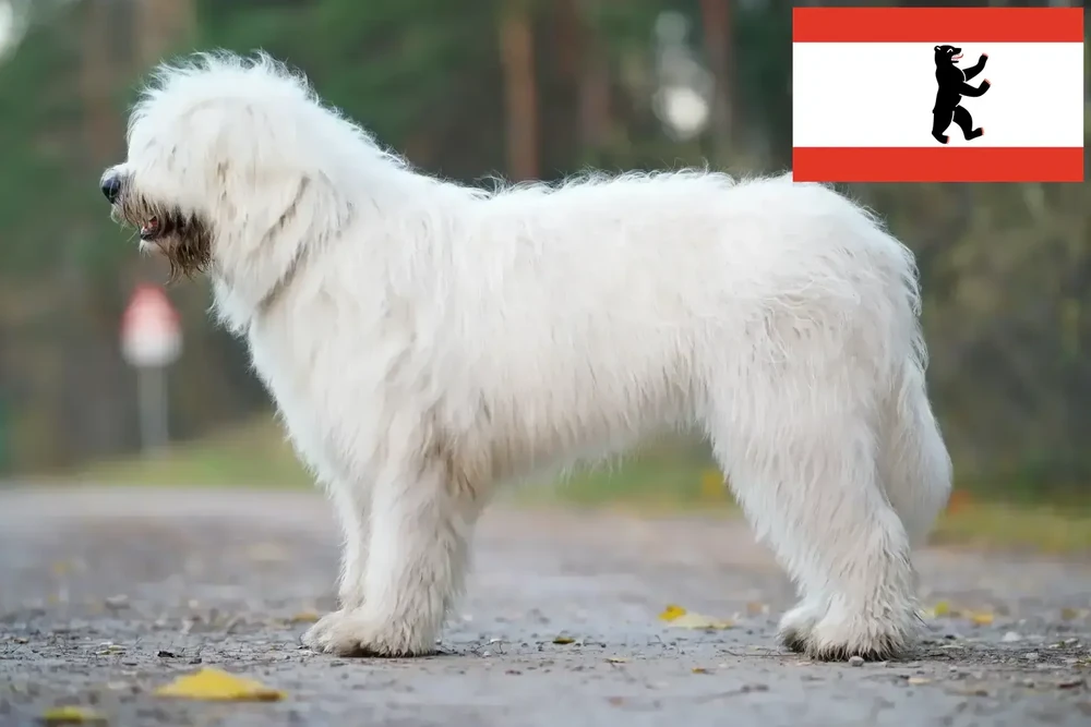 South Russian Ovcharka with long shaggy coat