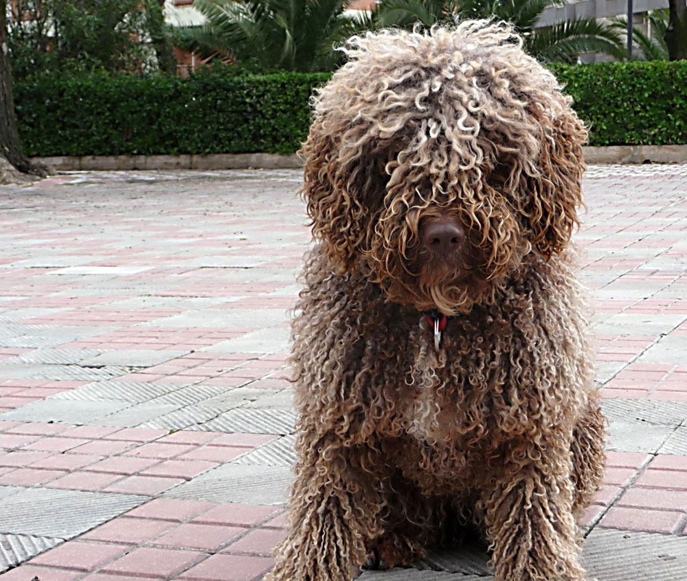 Active curly dog standing on grass