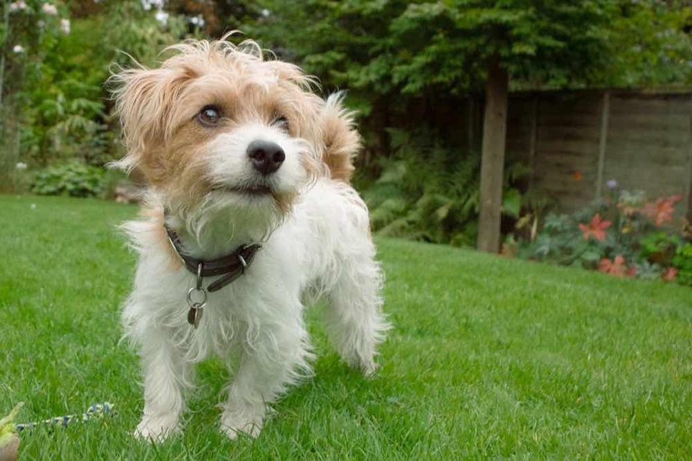 Sporting Lucas Terrier walking with handler