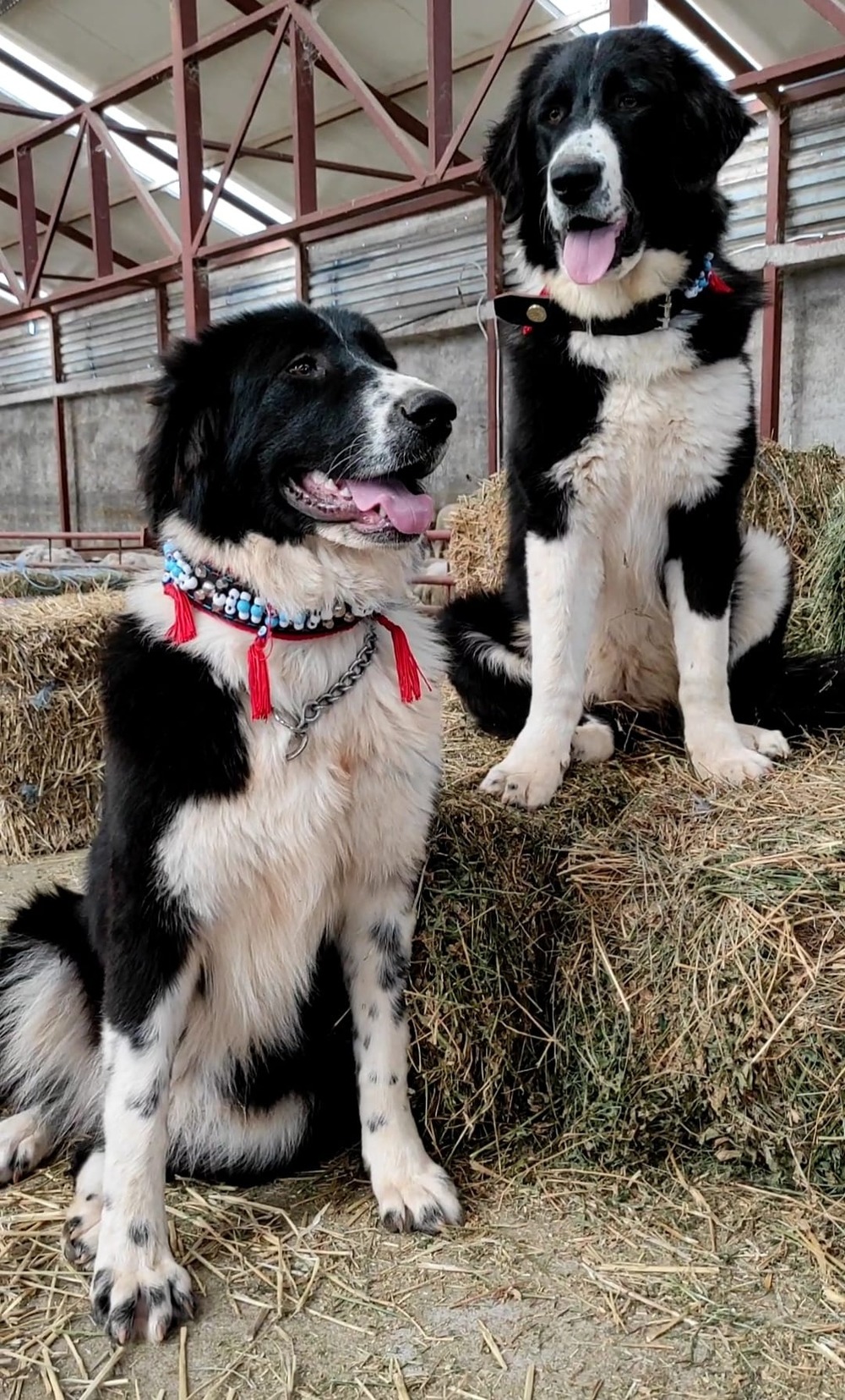 Large Greek Shepherd Dog in a field