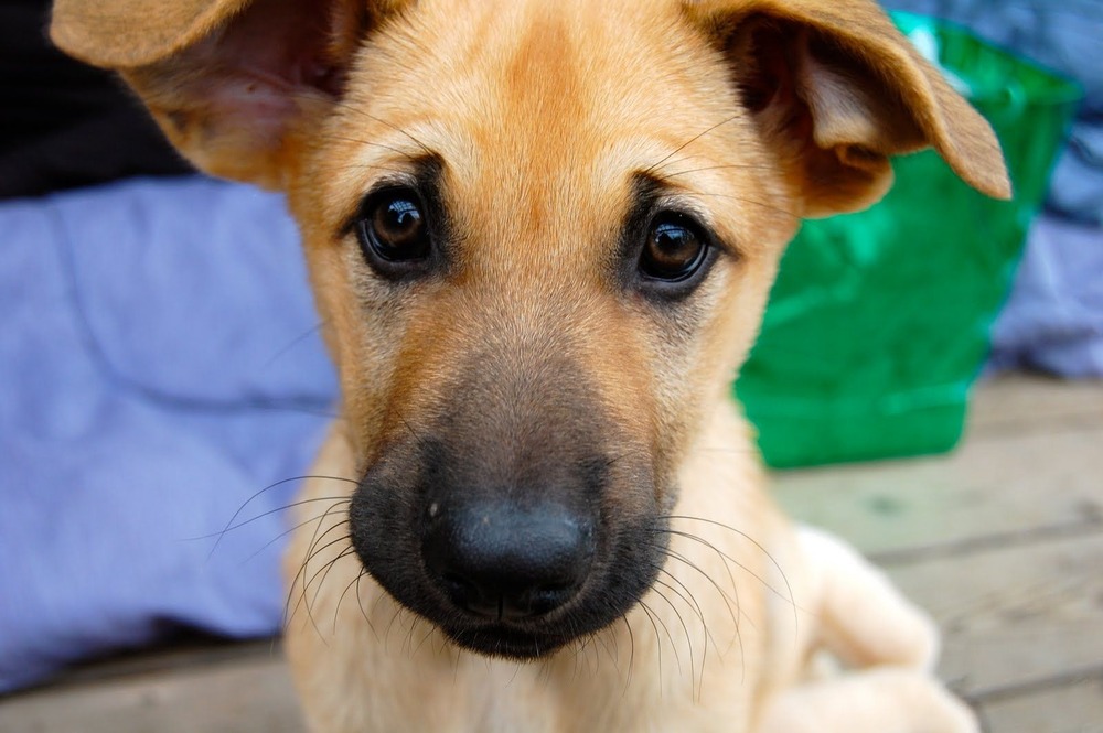 Chinook dog with tawny coat