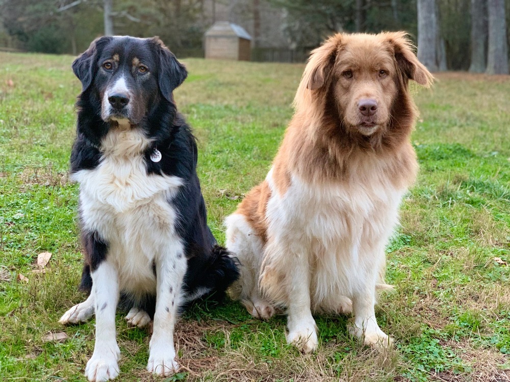 Large Karakachan dog with thick coat