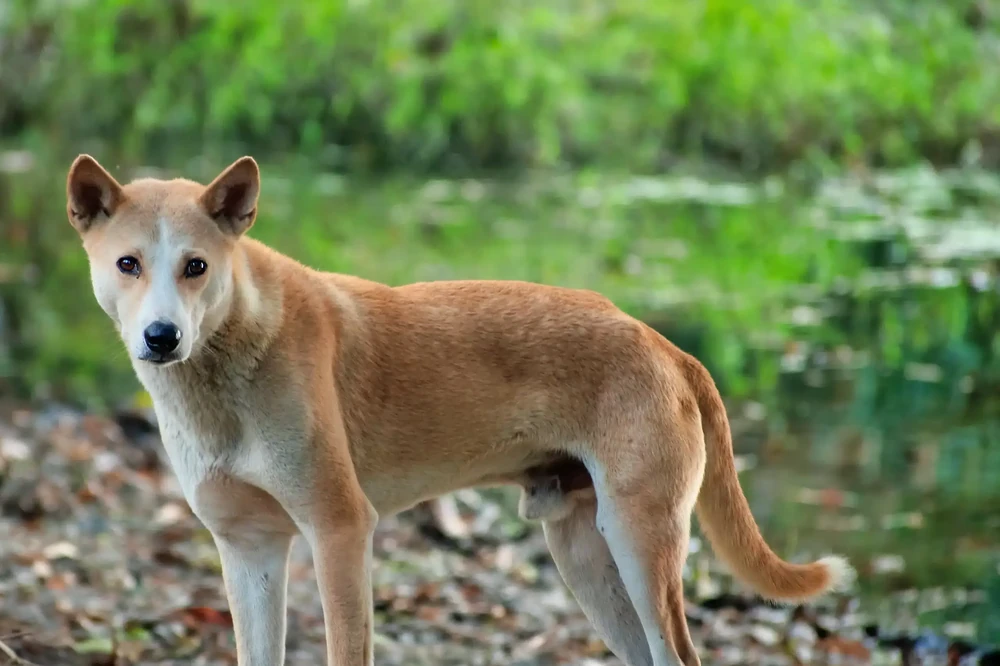 Indian Pariah Dog resting in shade