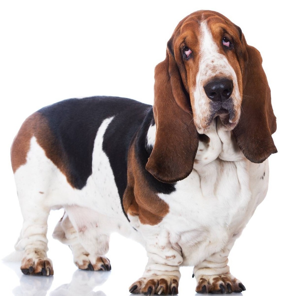Basset Hound looking alert