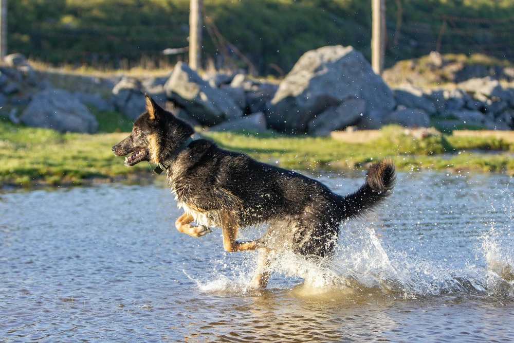 Wolf-like Lupo Italiano with upright ears and dense coat