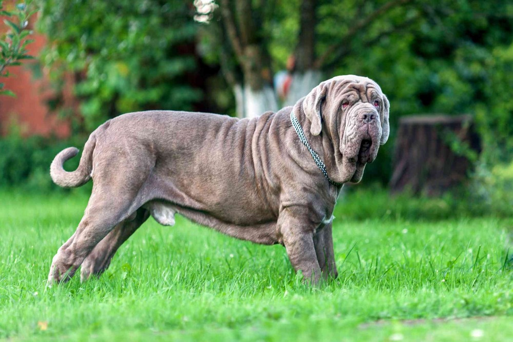 Neapolitan Mastiff walking with handler