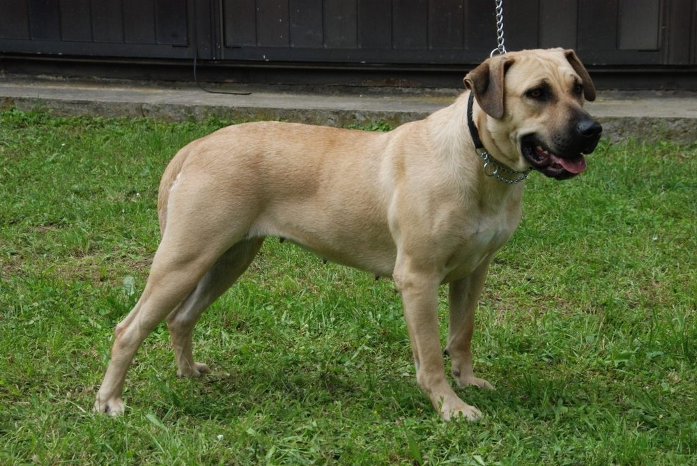 Cimarron Uruguayo close up of head and shoulders