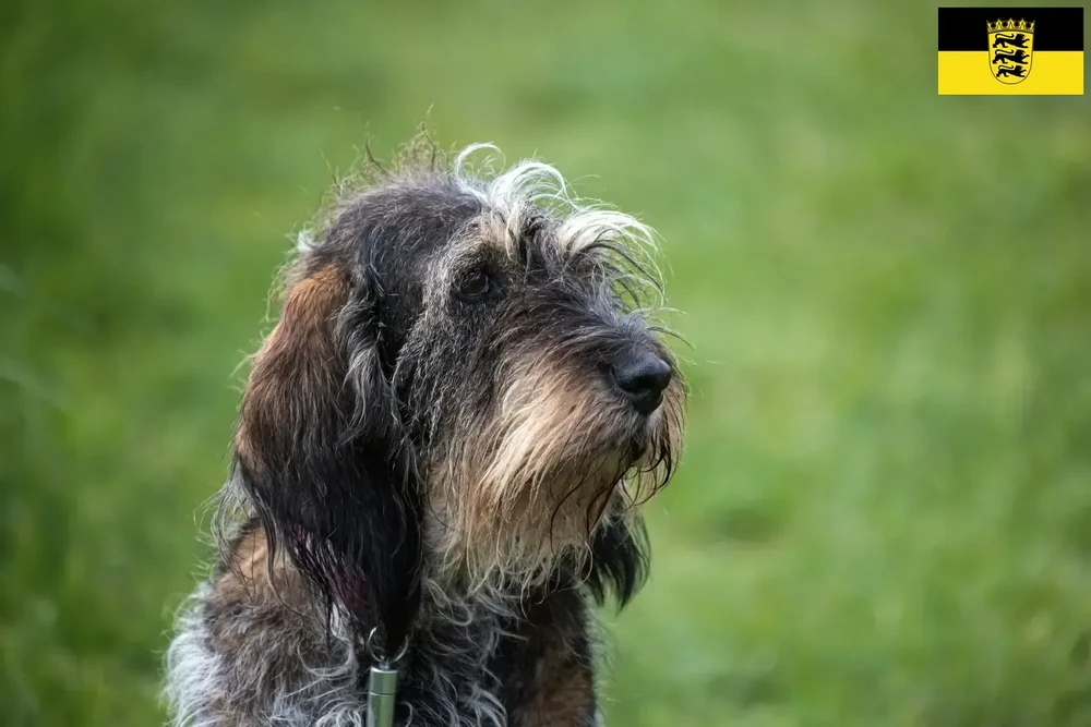 Griffon Bleu de Gascogne resting on the ground