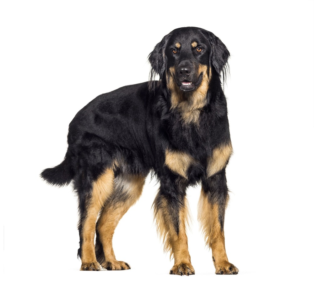 Close view of a Hovawart face with long fur