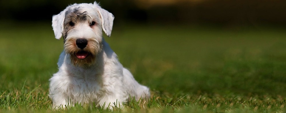 Sealyham Terrier standing with tail visible