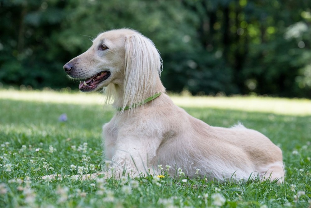 Taigan moving at speed across open ground