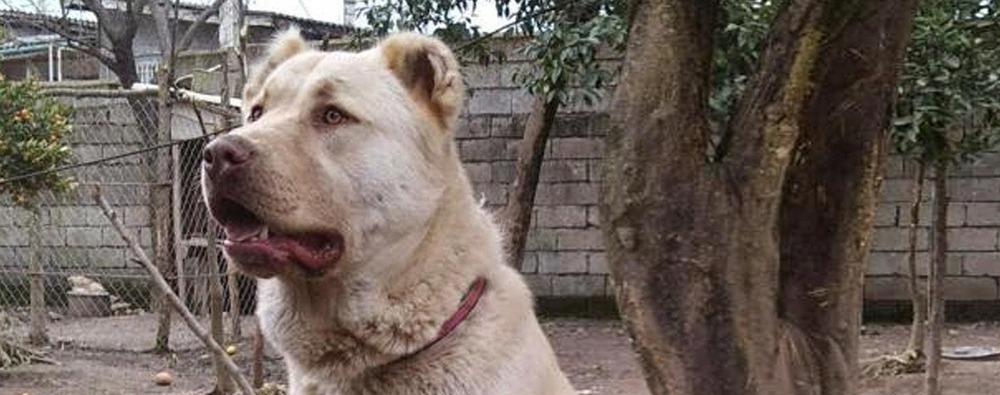Large dog walking with handler on lead