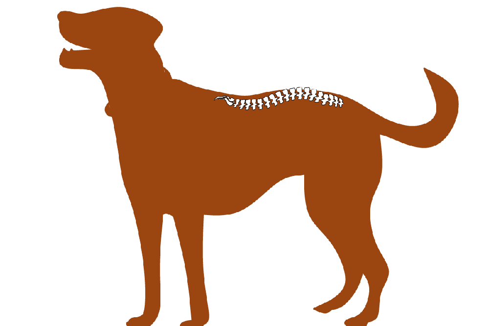 Dog walking slowly on lead during recovery