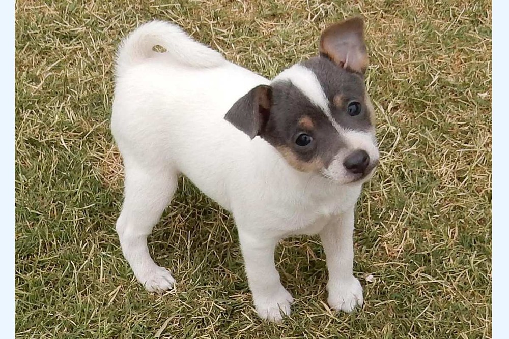 Tenterfield Terrier with upright ears and smooth coat