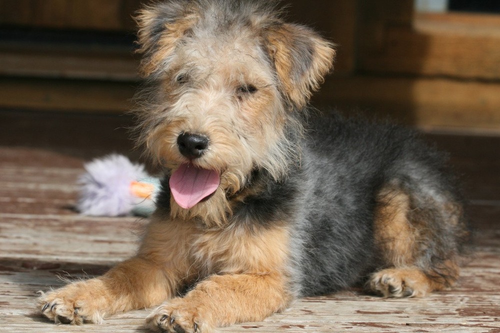 Lakeland Terrier outdoors on a path